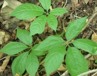 刺五加叶是五加科植物细柱五加和无梗五加的叶,别名五加蕻.